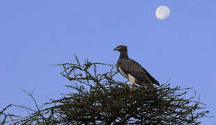 Martial Eagle