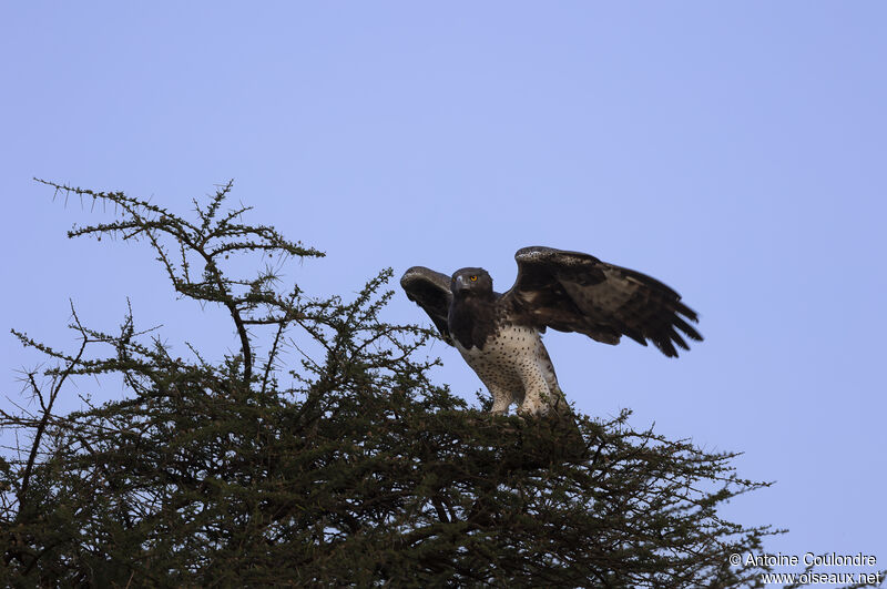 Martial Eagle