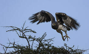 Martial Eagle