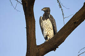 Martial Eagle