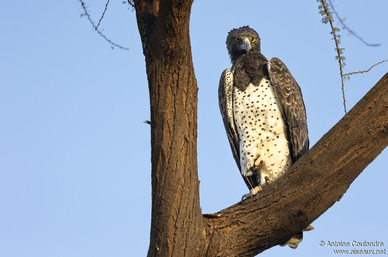 Martial Eagle