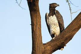 Martial Eagle