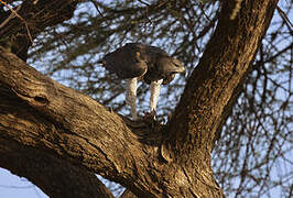 Martial Eagle