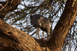 Martial Eagle