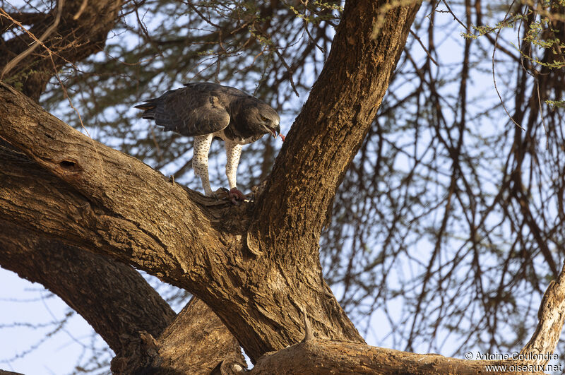 Martial Eagle