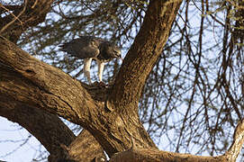 Martial Eagle