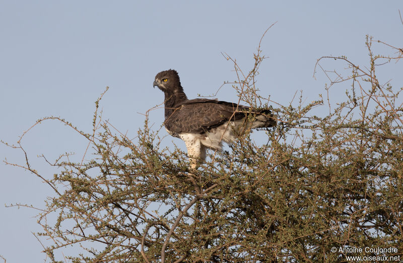 Aigle martial