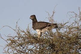 Martial Eagle