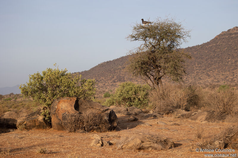 Martial Eagle, habitat