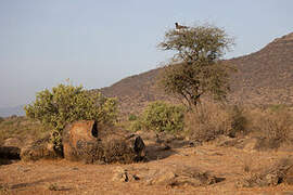 Martial Eagle