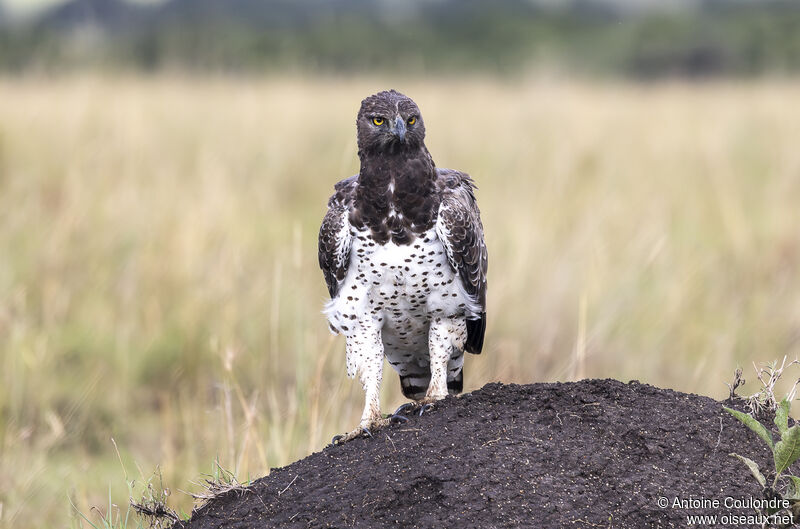 Martial Eagle