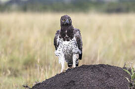 Martial Eagle