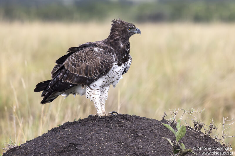 Martial Eagle