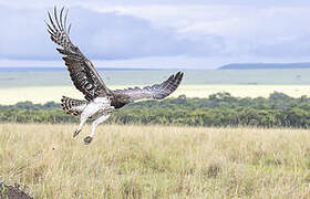 Martial Eagle