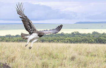 Aigle martial