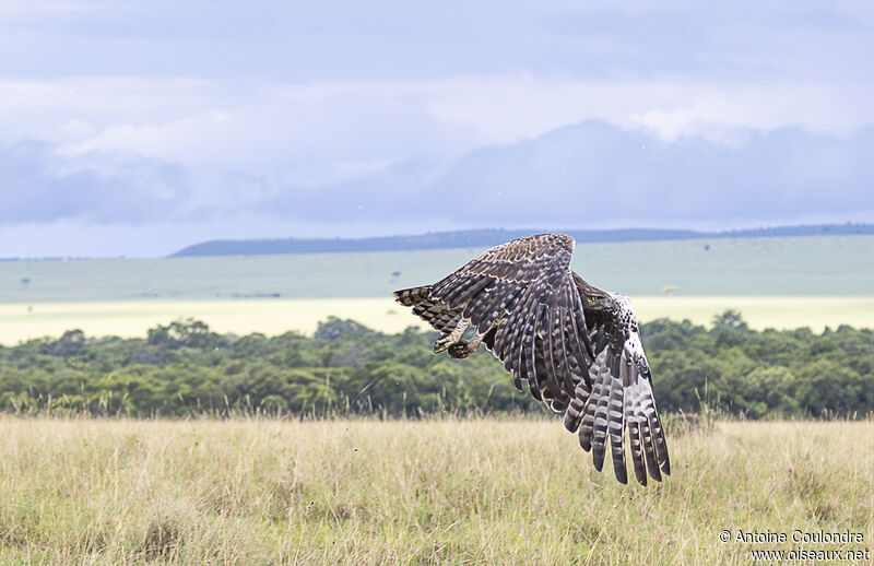 Martial Eagle