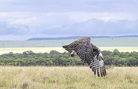 Martial Eagle