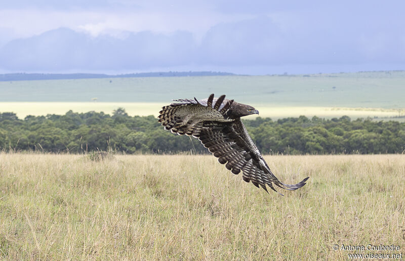 Martial Eagleadult, Flight