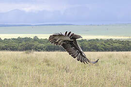 Martial Eagle