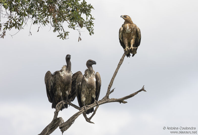 Tawny Eagle