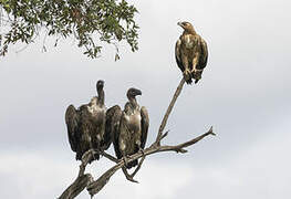 Tawny Eagle