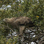 Aigle ravisseur