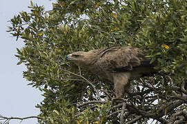 Tawny Eagle