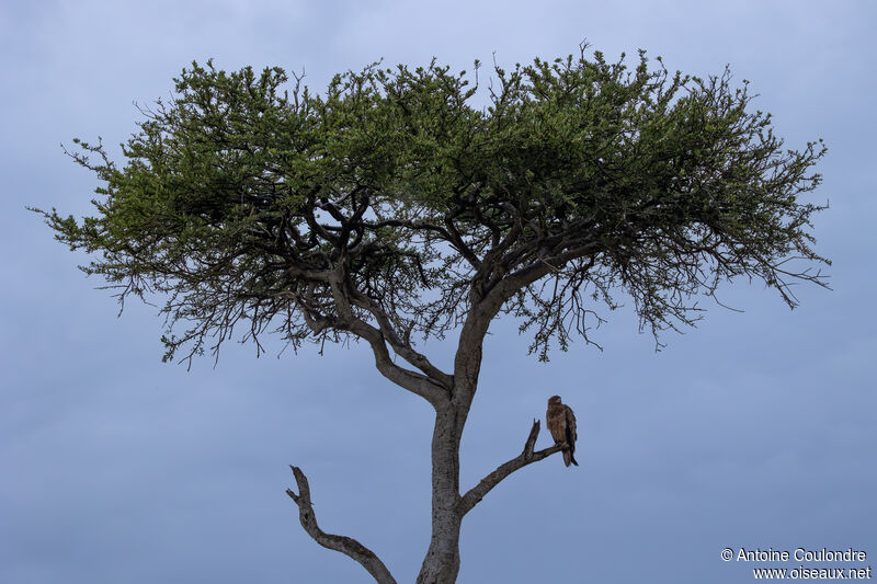 Tawny Eagleadult, habitat