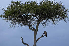 Tawny Eagle