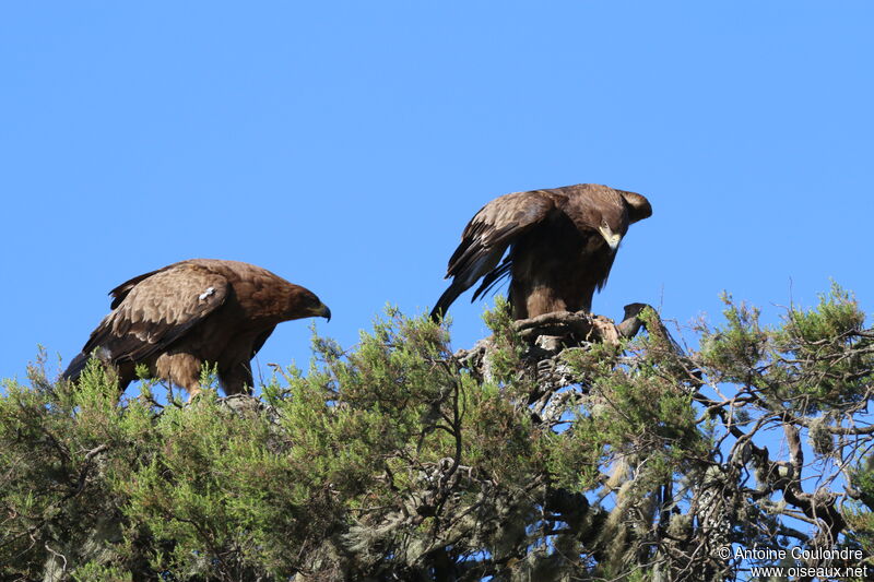 Aigle ravisseur