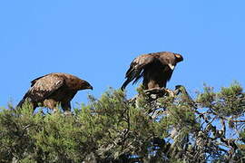 Tawny Eagle