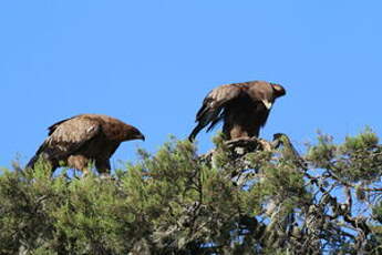 Aigle ravisseur