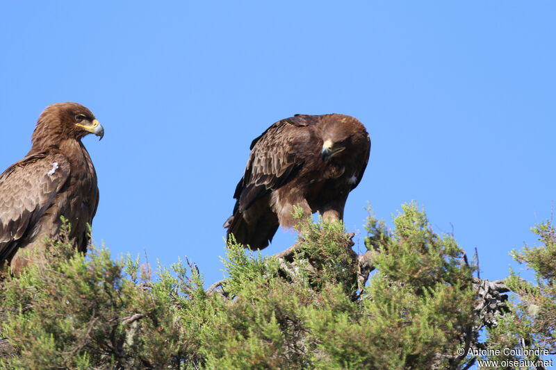 Aigle ravisseur