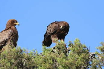 Aigle ravisseur