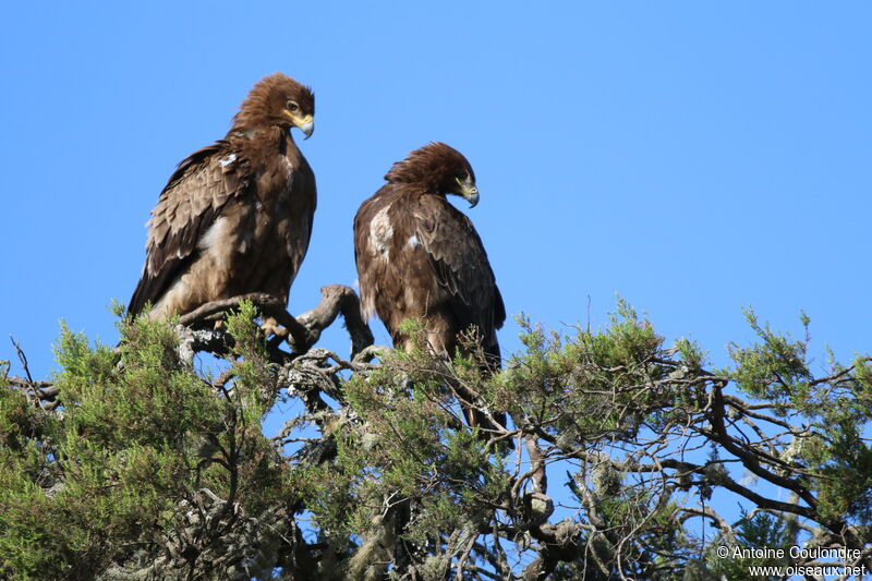 Tawny Eagle