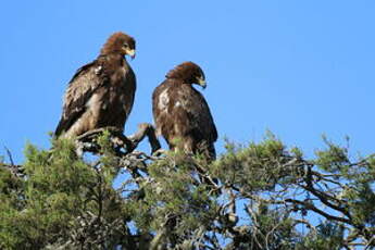 Aigle ravisseur