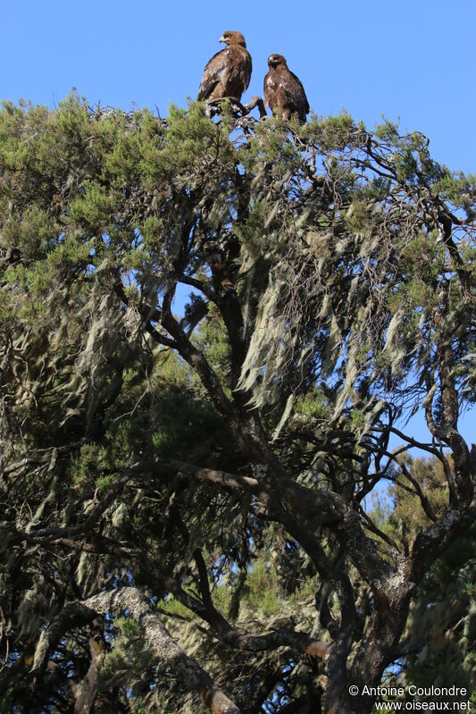 Aigle ravisseuradulte, habitat