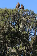 Tawny Eagle