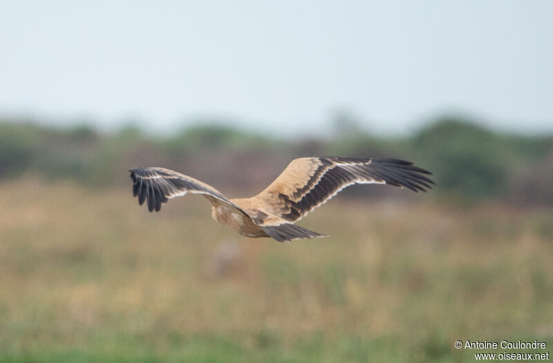 Aigle ravisseurjuvénile, Vol