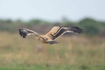 Aigle ravisseur