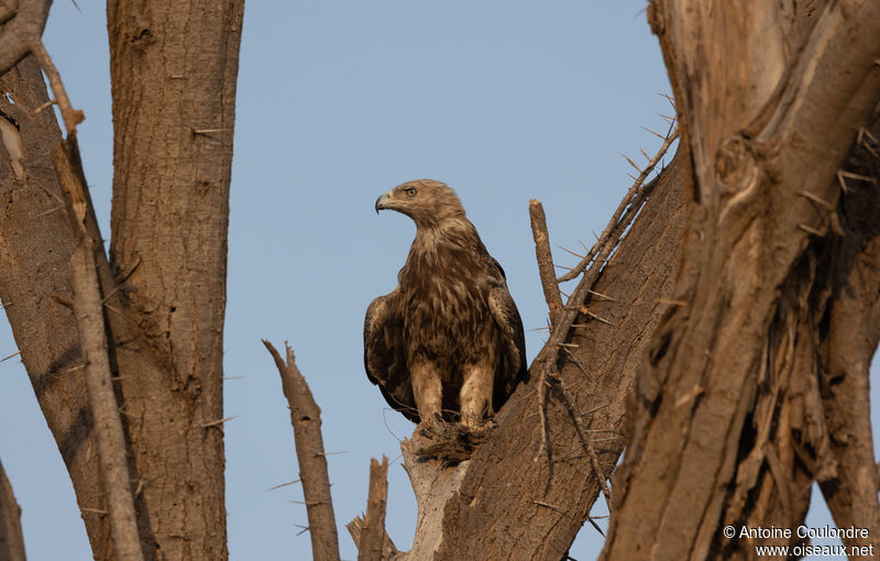 Aigle ravisseurimmature, identification