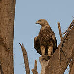 Aigle ravisseur