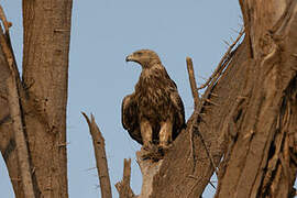 Aigle ravisseur