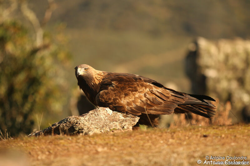 Aigle royal femelle adulte