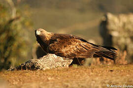 Golden Eagle