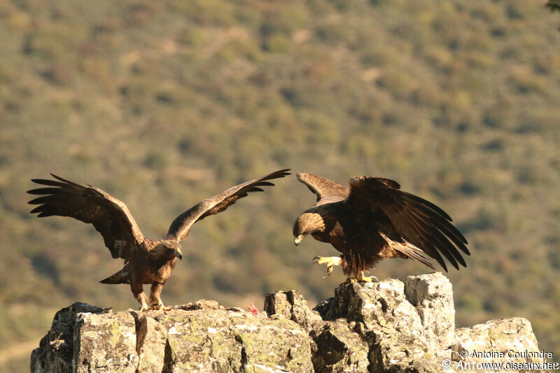 Golden Eagle