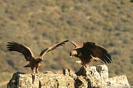 Golden Eagle