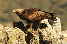 Golden Eagle