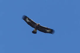 Golden Eagle