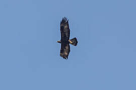 Golden Eagle